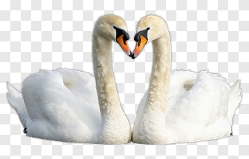 Pair Of Swans Forming A Heart Shape PNG