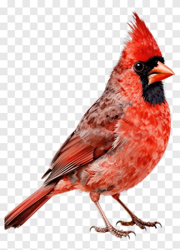 Red Cardinal Bird PNG