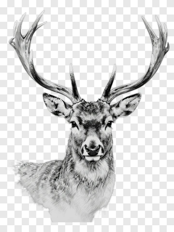 Realistic Deer Head With Antlers PNG