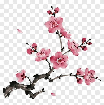 Cherry Blossom Branch With Pink Flowers PNG