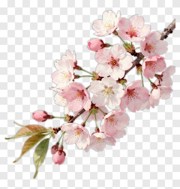 Cherry Blossom Branch With Pink Flowers PNG