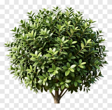 Green Tree PNG