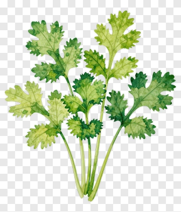 Watercolor Cilantro Leaves PNG