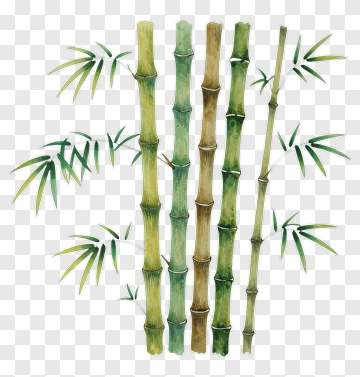 Watercolor Bamboo Stalks With Leaves PNG