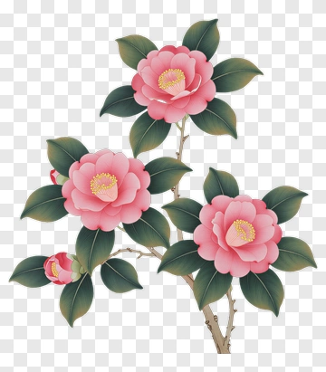 Pink Camellia Flowers PNG