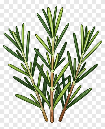 Rosemary Herb Plant PNG