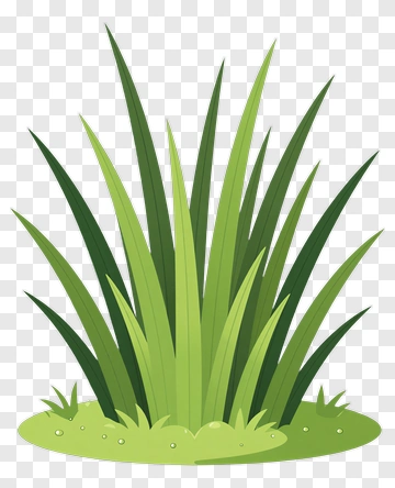 Green Grass Patch PNG