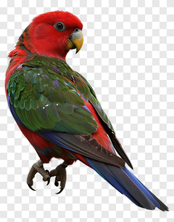 Colorful Eclectus Parrot PNG