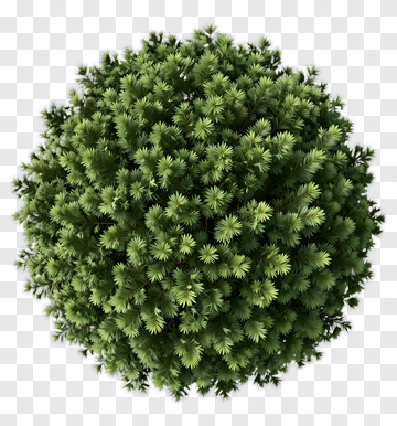 Green Pine Tree PNG
