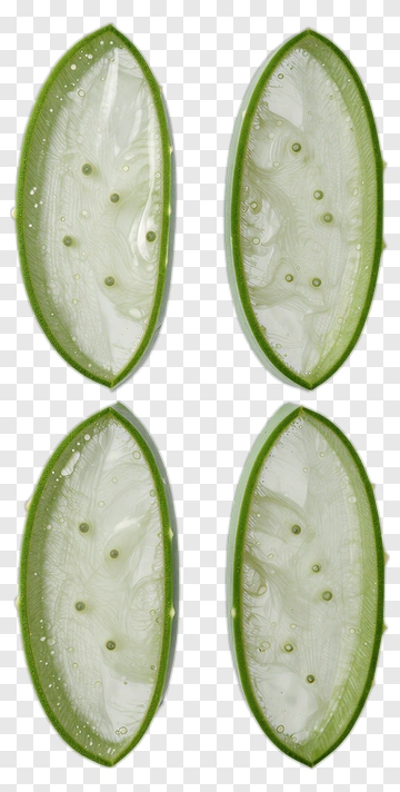 Aloe Vera Leaf Slices PNG