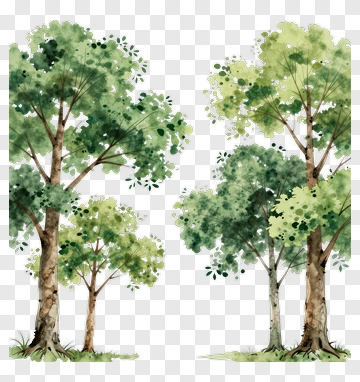 Watercolor Trees In A Natural Setting PNG
