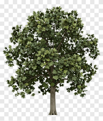 Green Tree PNG