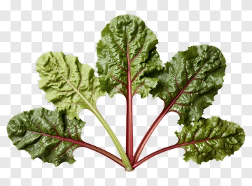 Fresh Swiss Chard Leaves PNG