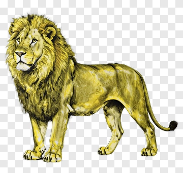 Realistic Lion Standing Proudly PNG