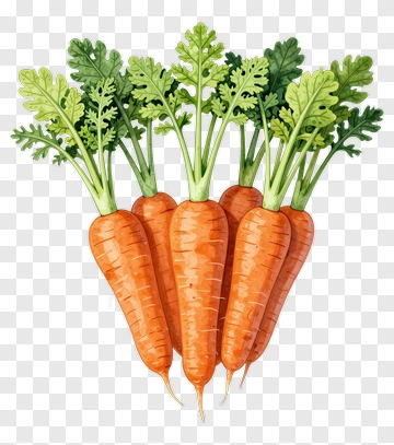 Bunch Of Fresh Carrots With Green Leaves PNG