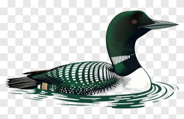 Illustration Of A Loon Swimming On Water PNG
