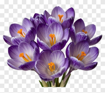 Purple Crocus Flowers Bouquet PNG