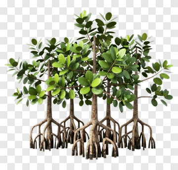 Mangrove Trees PNG