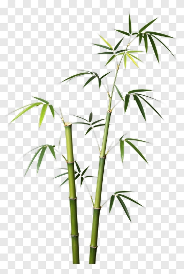 Bamboo Plant With Green Leaves PNG
