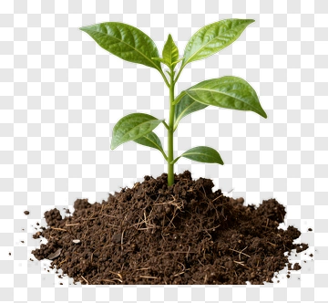 Green Plant Growing In Soil PNG