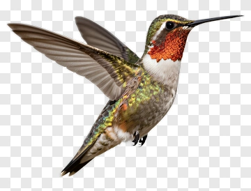 Hummingbird In Flight PNG