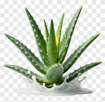 Aloe Vera Plant With Water Splash PNG