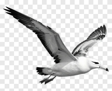 Black And White Seagull In Flight PNG