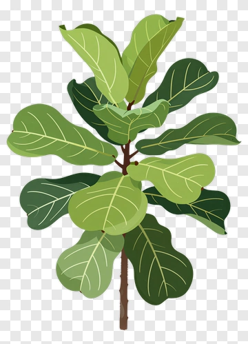 Fiddle Leaf Fig Plant PNG