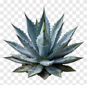 Agave Plant PNG