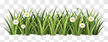 Green Grass With Daisies PNG