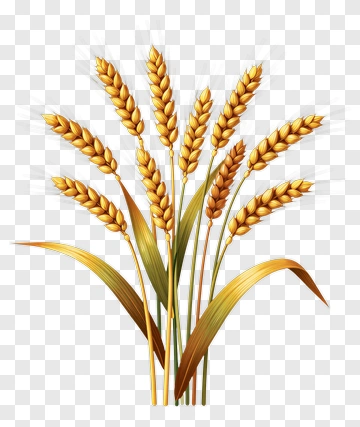 Wheat Plant With Golden Ears PNG