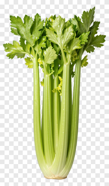 Fresh Green Celery Stalks PNG