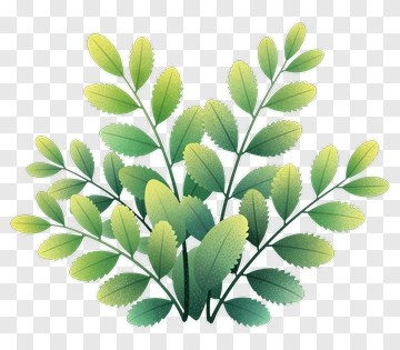 Green Leafy Plant PNG