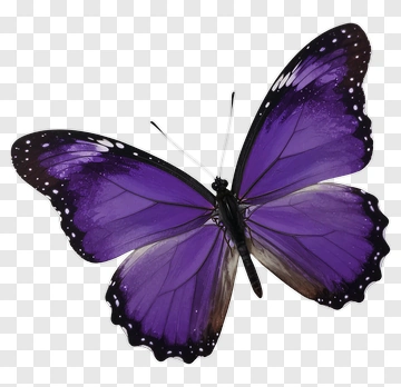 Purple Butterfly PNG