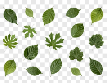 Collection Of Green Leaves PNG