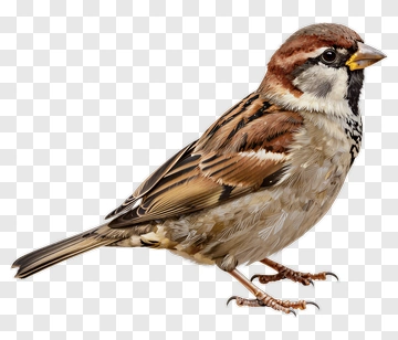 Sparrow Bird Standing On The Ground PNG