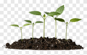 Growing Plants In Soil PNG