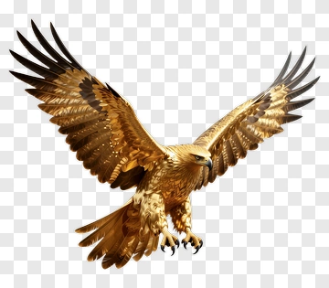 Golden Eagle In Flight PNG