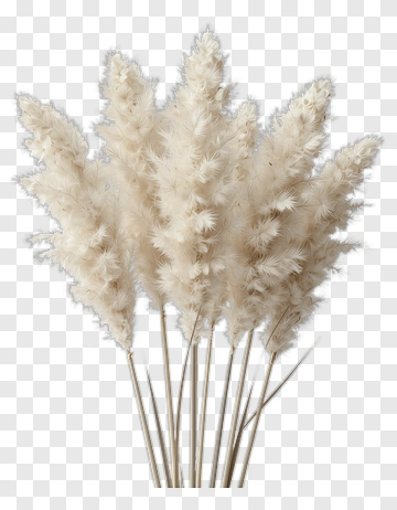 White Pampas Grass Bouquet PNG