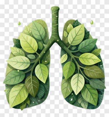 Lungs Made Of Green Leaves PNG