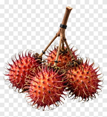 Rambutan Fruit Bunch PNG