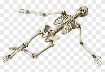Realistic Human Skeleton Model PNG