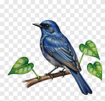 Blue Bird Perched On A Branch With Leaves PNG