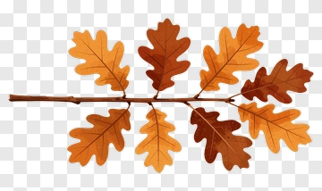 Autumn Oak Leaves On A Branch PNG