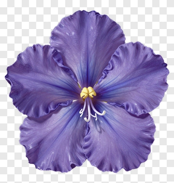 Purple Flower PNG