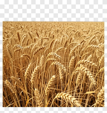 Golden Wheat Field PNG