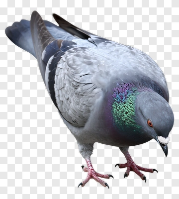 Pigeon Standing On The Ground PNG