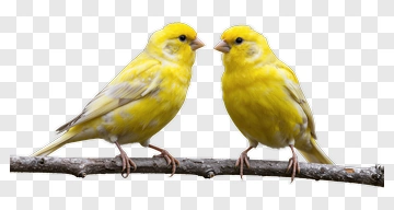 Yellow Canaries On A Branch PNG