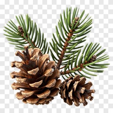 Pine Cones And Green Pine Branches PNG
