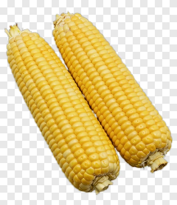 Fresh Corn On The Cob PNG